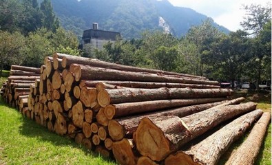 泓森槐與國家儲備林補助政策 應對木材進口依賴的戰略路徑